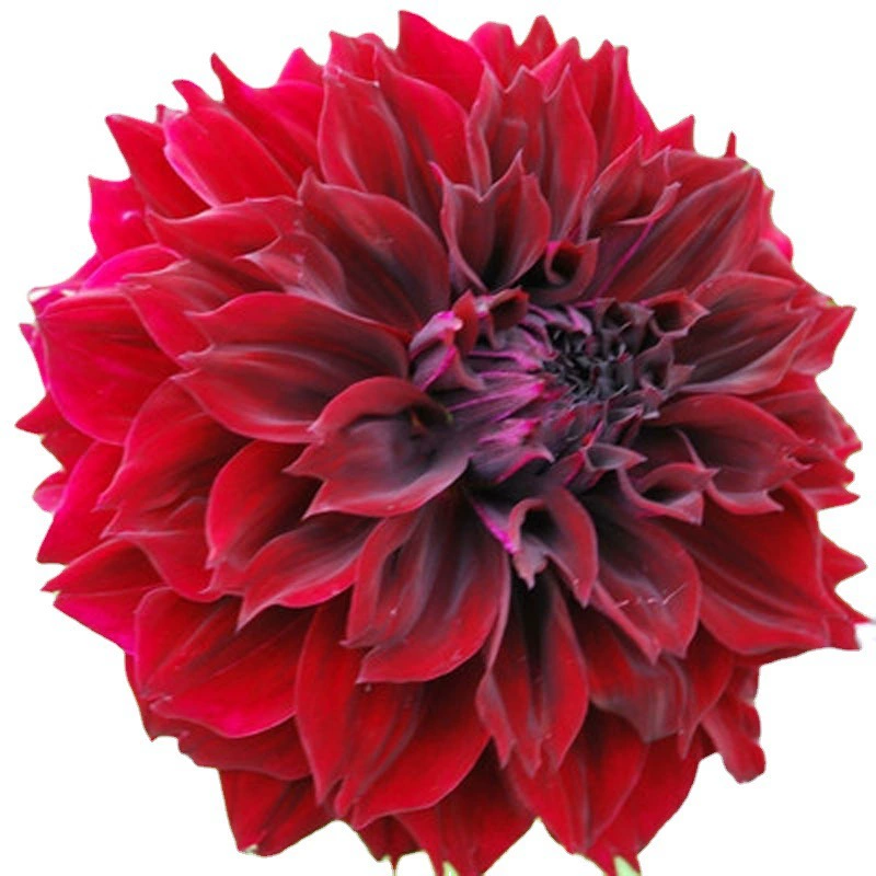 Многолетние растения луковичные цветы сладкий картофель цветок георгин цветок большой балкон горшечная садовая наземная посадка