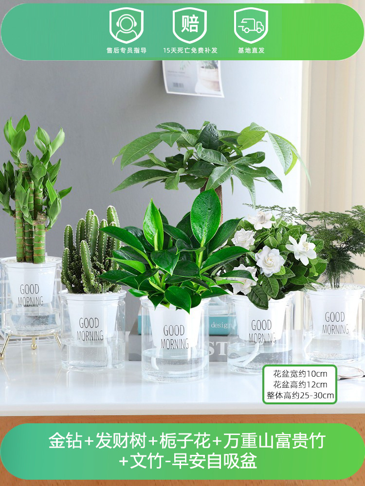 골든 다이아몬드 + 머니 트리 + 치자나무 + 완중산 + 행운의 대나무 + 아스파라거스 대나무 (굿모닝 냄비 6개) + 영양액