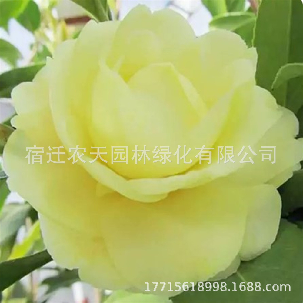 茶花树正黄旗茶花树苗盆栽开纯黄色花阳台种绿植花卉福建龙岩树苗