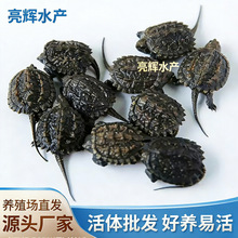 С�ڹ���� ������ӷ������� �������ﱱ��С���� ˮ�� ������