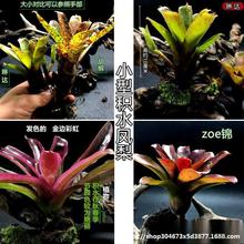 凤梨凤梨附生琳植物爬虫五彩水草达水陆陆生缸缸常用生态雨林积水