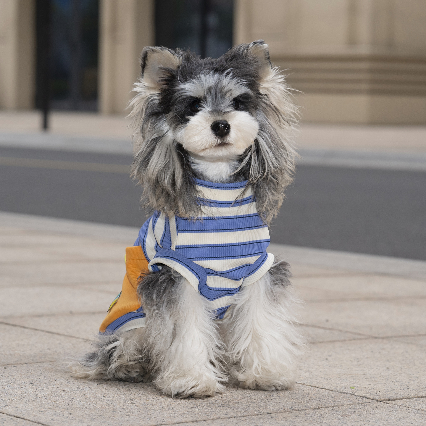Camiseta a rayas ligera para perros pequeños y bichon frise_voghion.com