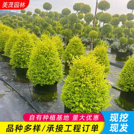 亮晶女贞塔型盆栽落地女贞球别墅阳台耐寒花镜植物亮晶女贞造型树