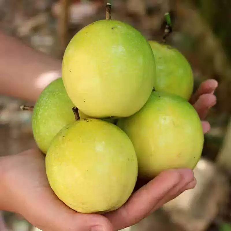 Оптовые фруктовые деревья по разумным ценам саженцы маракуйи для продажи различных спецификаций саженцы маракуйи
