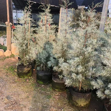 �{���ؘ�������ͥԺ���G�ɰذ������͟�e���ͺ����R�{��ɫ�Gֲ��