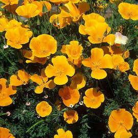 花菱草种子春秋播种多年生耐寒花种绿化花籽庭院阳台盆栽花卉