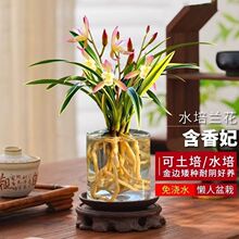 水培矮种金边线艺兰花苗建兰浓香型花卉室内办公室桌面耐寒盆栽