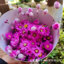 昆明源头工厂  罗丹斯 鲁丹鸟 小雏菊北欧森系自然干花束家居装饰