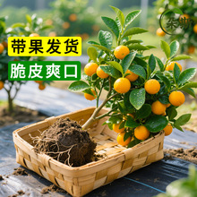 ��Ƥ������Կ�ʳ�Î��������l؛�����ʳ���������Ƥ�҃ȾG��