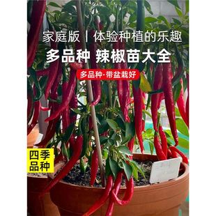 Сħ콷NѱƤཷļ߲Ԙ