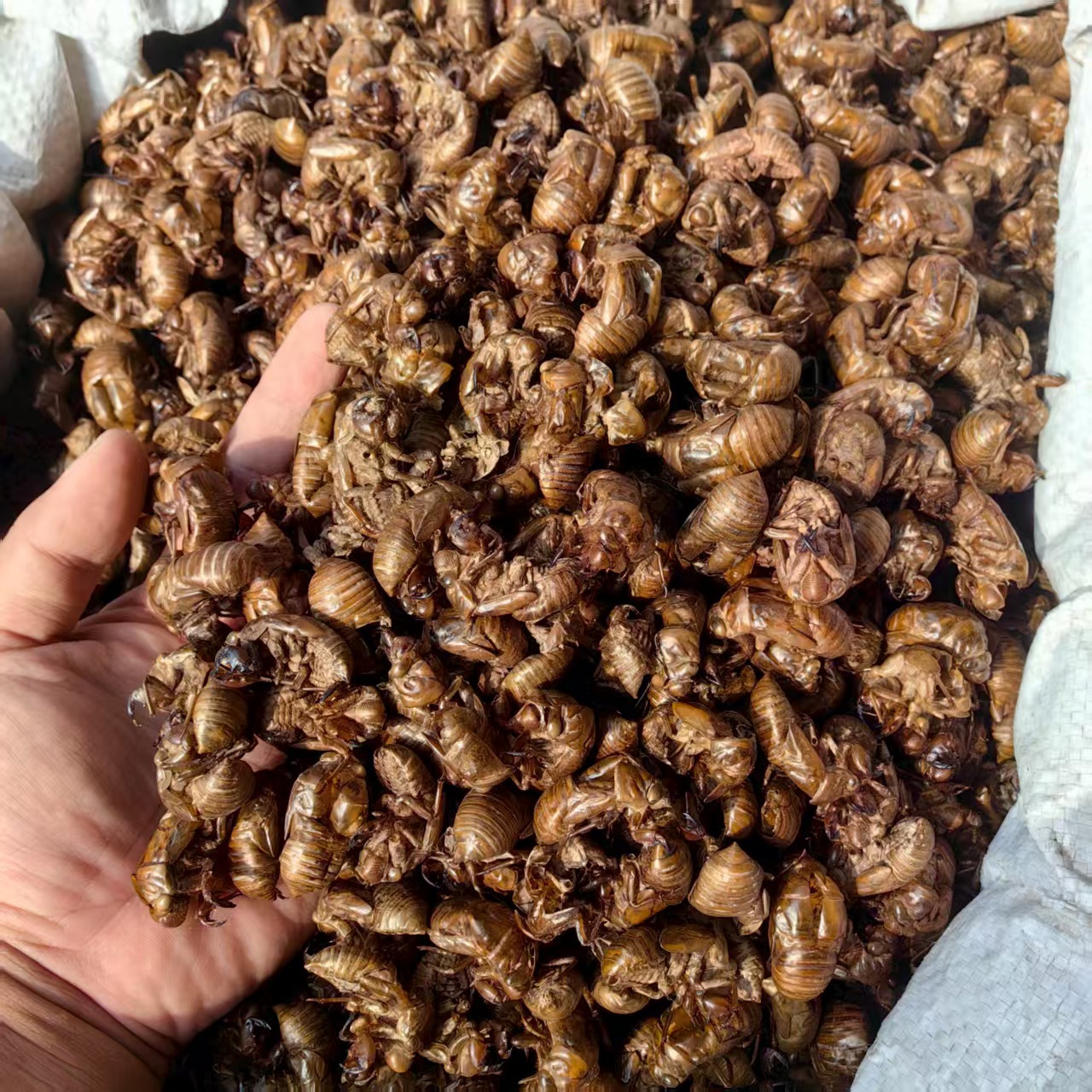 Cicada Slough Chan Tui 蝉蜕 Dried Whole Herb Water Washed Sulfur Free 500g key features