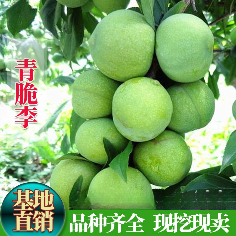 Саженцы сливы, зеленые хрустящие саженцы сливы без костей, позднеспелые хрустящие саженцы сливы, посаженные на севере и юге, горшечные растения, плодоносящие в том же году.