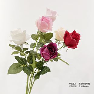 �S��ֱ�N ������^õ�屣���ָ�ѩɽõ���Y�û�ˇ�O Ӌ���gܛ�b