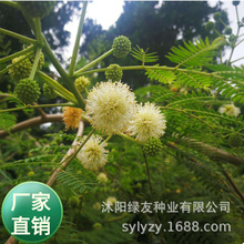 批发豆科植物 合欢树籽  银合欢种子 用于荒山造林 道路绿化等