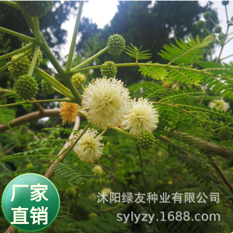 批发豆科植物 合欢树籽  银合欢种子 用于荒山造林 道路绿化等