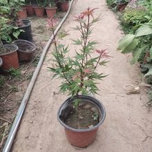 黑姬稀有品种红枫盆景盆栽庭院窗台阳台变色枫叶