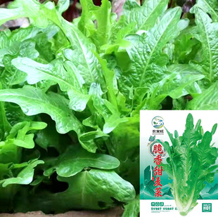 �������˷N������O�˻�ѿ�ļ��Nֲ���ȼtꖴ��˼��~��߲˷N��