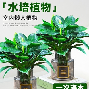 Large-Leaf Golden Diamond Green Princess Potted Plant with Buds, Hydroponic Plant, Easy to Maintain Indoors, New House, Absorbs Formaldehyde, Four-Season Green Plant