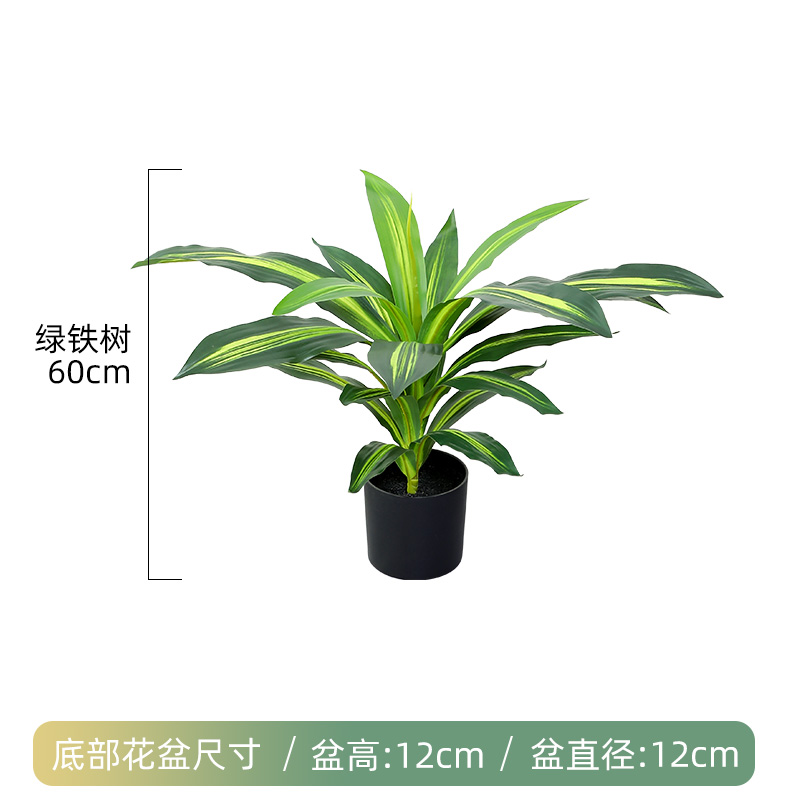 60cm 녹색 철나무