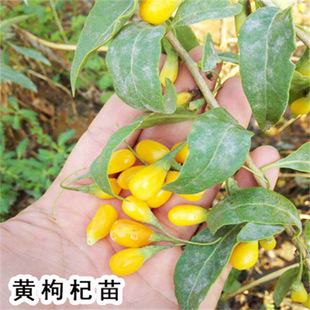 �S�t��轘��� ���Ϸ��Nֲ ����Y���̨ʳ�������辰����ͥԺ����