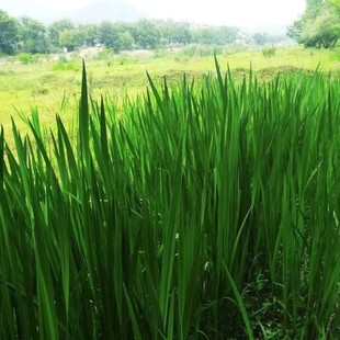 Aquatic Plants, Water Calamus Seedlings, Hydroponic Ornamental Pond Green Plants, Potted Plants, Water Purification Grass, Water Body Greening