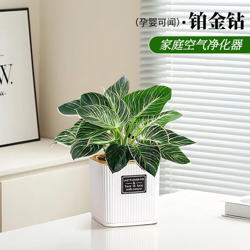 铂金钻盆栽除甲醛孕婴可闻蔓绿绒办公室内植物客厅花卉客厅吸多肉