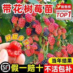 �t��ݮ�������ϱ����Nֲ�҃��̨������ͥԺ���Թ����箔��Y��÷