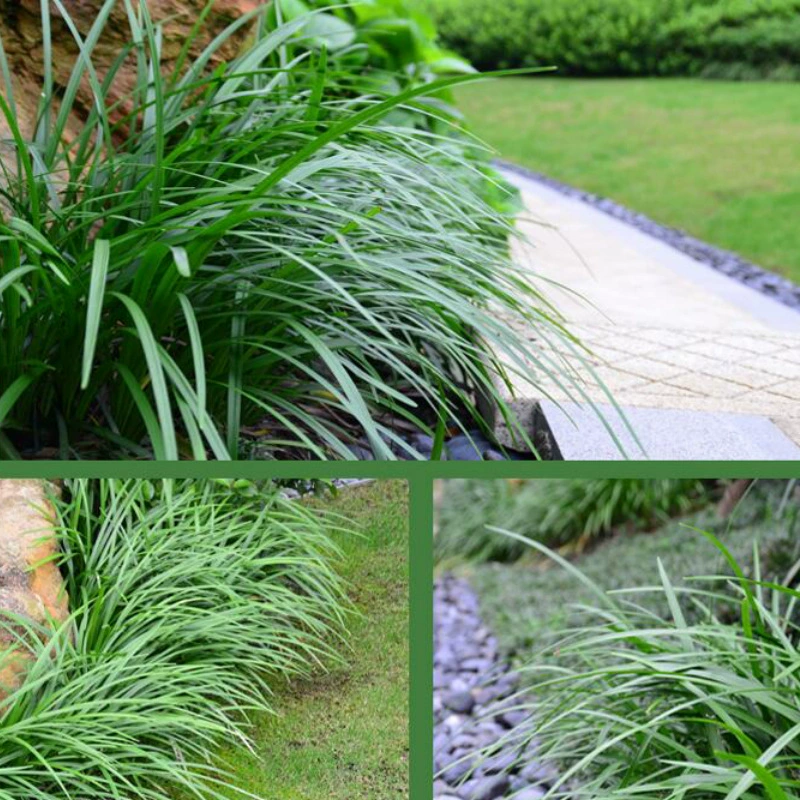 Прямые продажи с базы: рассада травы Ophiopogon japonicus, рассада травы Epipremnum aureum, зимостойкое озеленение двора, газонная трава.