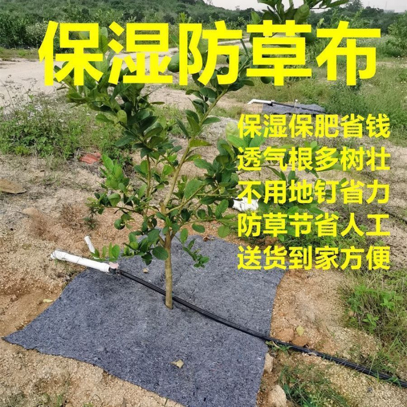 槟榔树防草布保湿透气隔热农用加厚防寒防冻保温保暖防晒除草地毯