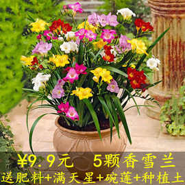 【5颗特价】多年生香雪兰盆栽种球花苗绿种子花耐热耐寒开花植物