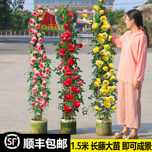 �¼������ش�ͥԺ�ٱ��Nޱ������õ���ļ��_����������ֲ������