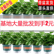 180绿萝盆栽花卉绿植批发吊兰长藤绿箩小盆栽室内桌面水培植物