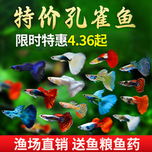 孔雀鱼热带鱼小型观赏鱼精品好养活淡水鱼繁殖孕母临产胎生凤尾鱼