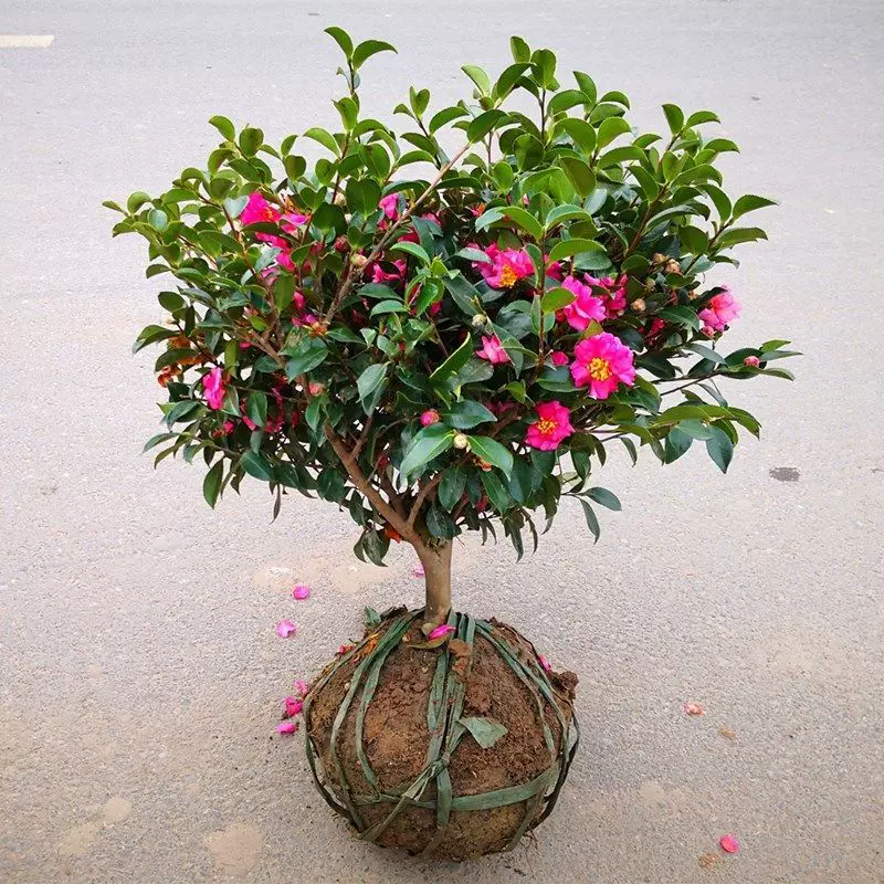 茶梅盆栽树苗茶梅花苗庭院阳台室内外耐寒花卉老桩茶梅盆景带花苞