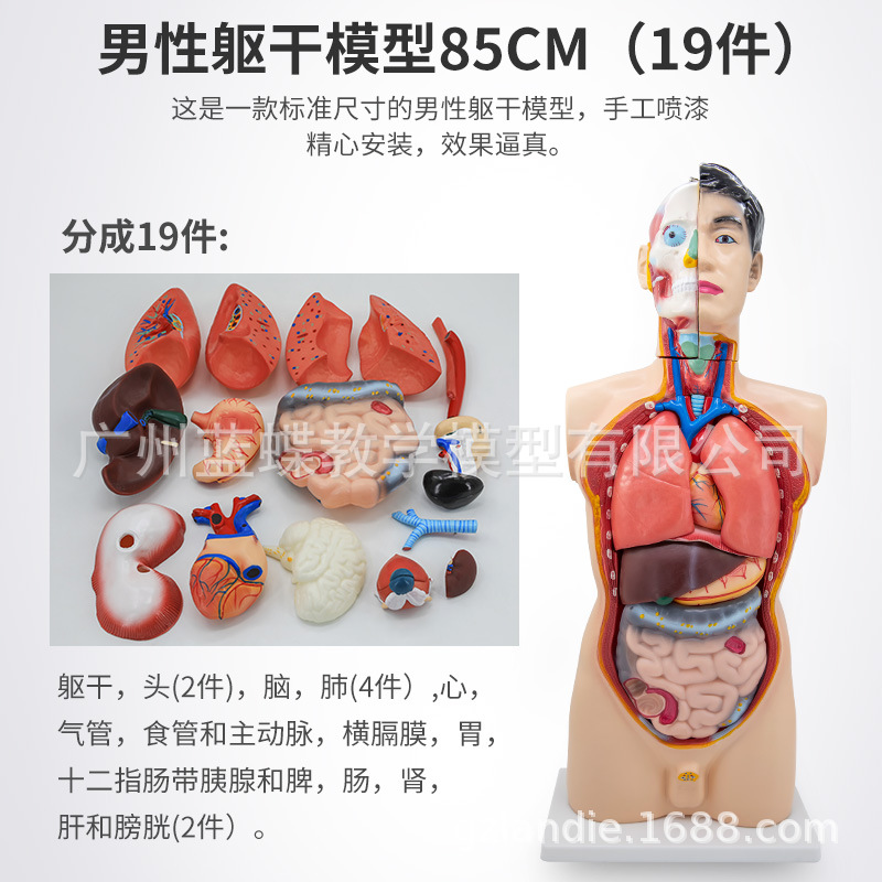 85cm�������ɽ���ģ�Ϳɲ�ж19�� �������� ҽѧ��ѧ�����������