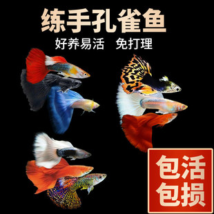 �^�p��ȸ�~���w�ᎧС�͵�ˮ���B�ͻ�F�߶��Pβ�~�猙����ĸ