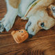 Qmonster dog sound toy to relieve boredom artifact pet dog onion ginger garlic sunflower molars young small and medium-sized dogs