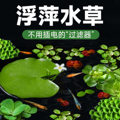 水藻、水草、水槽、水耕栽培、一葉蓮、ウォーターヒヤシンス、ウォーターハイビスカス、古代の養魚と造園、酸素化された本物の水草