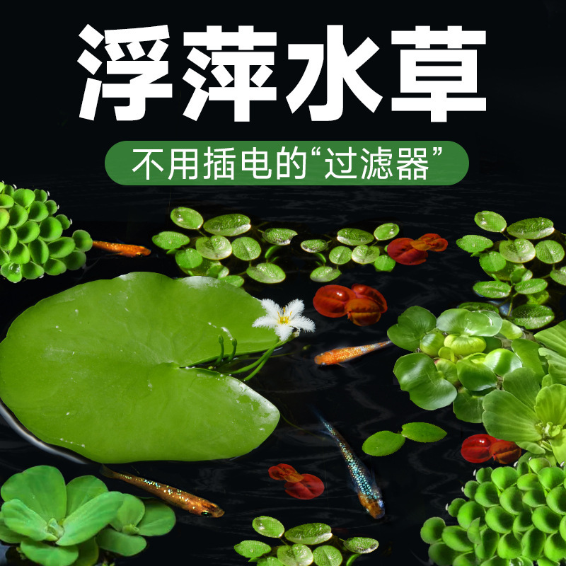 水藻、水草、水槽、水耕栽培、一葉蓮、ウォーターヒヤシンス、ウォーターハイビスカス、古代の養魚と造園、酸素化された本物の水草|undefined