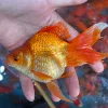 Hot selling red gilt 9-10 cm 4 pieces with free feed