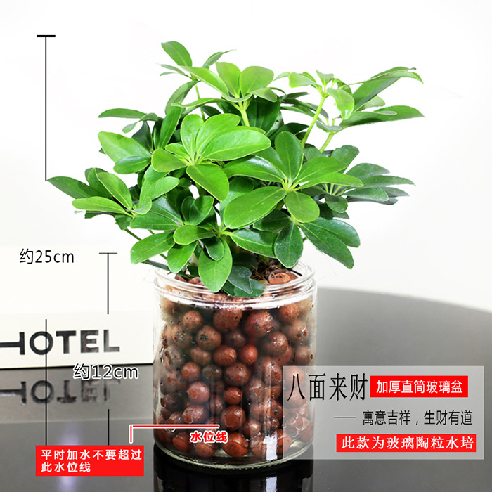 바팡라이카이 4그루(둥근통+세람사이트)+양액