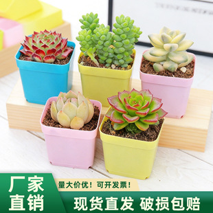���⌣�������ϻ���Ӻ��С�׷����������ֲ��С���������跽��