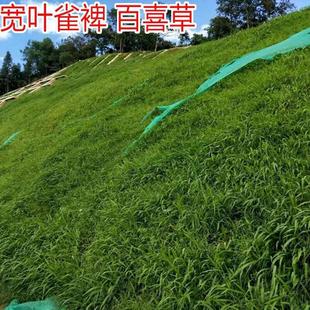 Broadleaf Grass Seeds, Broadleaf Grass, Baixi Grass, Perennial Slope Greening Grass, Heat-Resistant Slope Protection and Green Grass Seeds