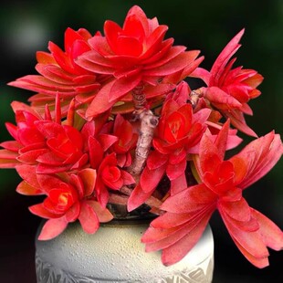 Ⱥ���������ֲ�����Ծ������\�t�~�����ⴰ̨�҃ȷ�ݗ�仨��