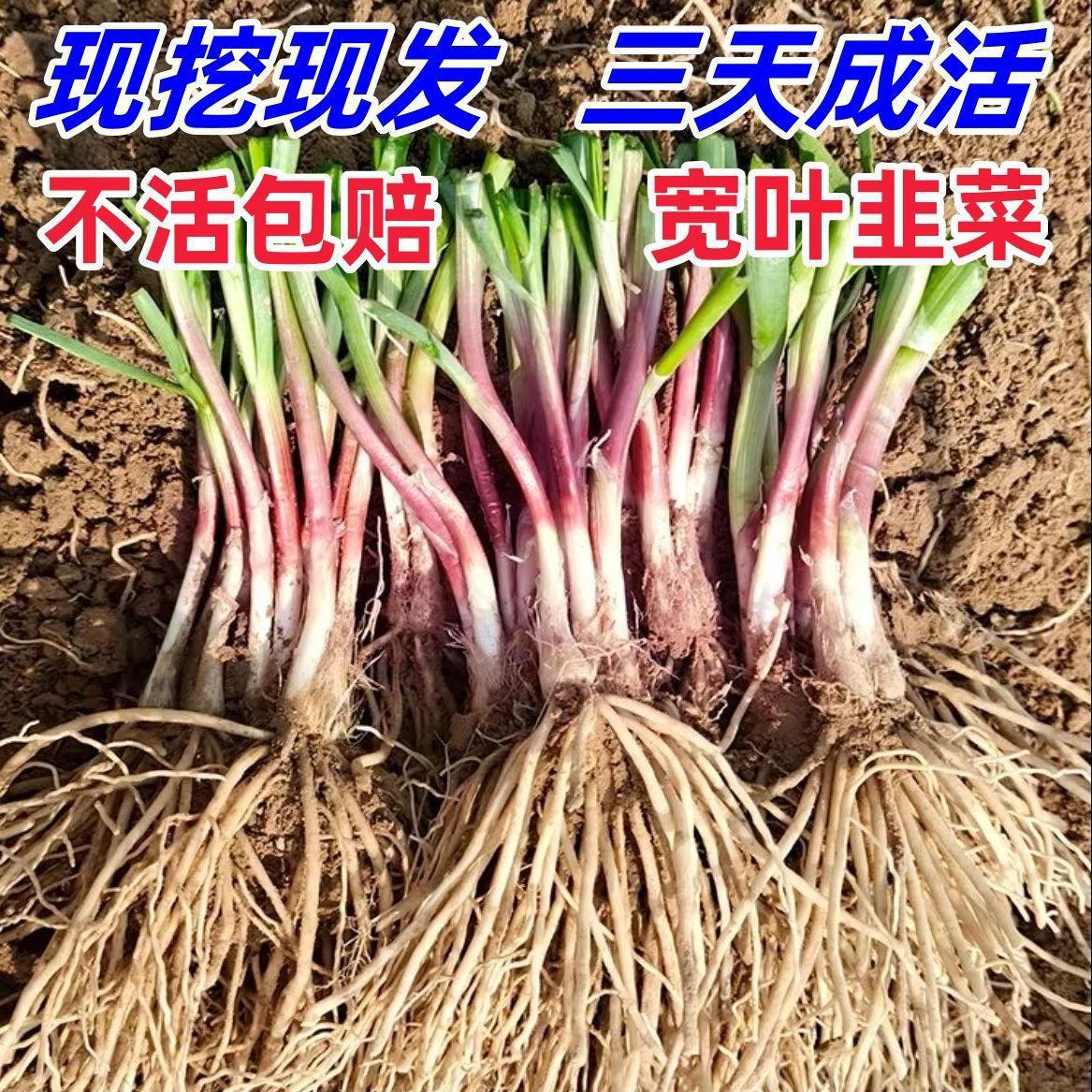 新韭菜根大宽叶红根独根红韭菜根苗庭院阳台四季皆可种植耐寒好养