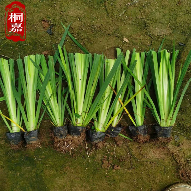 Водное растение Цитата водного ириса Желтый АИР 20-80 см Большое количество и отличная цена Проект по зеленению тела воды