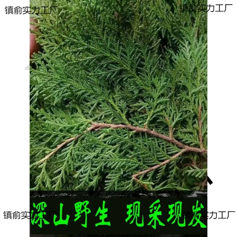 Сбор диких свадебных листьев кипариса с плоскими кипарисовыми листьями шампунь, пропитанное вином, копченый бекон DIY Рождественская елка гирлянда свежая