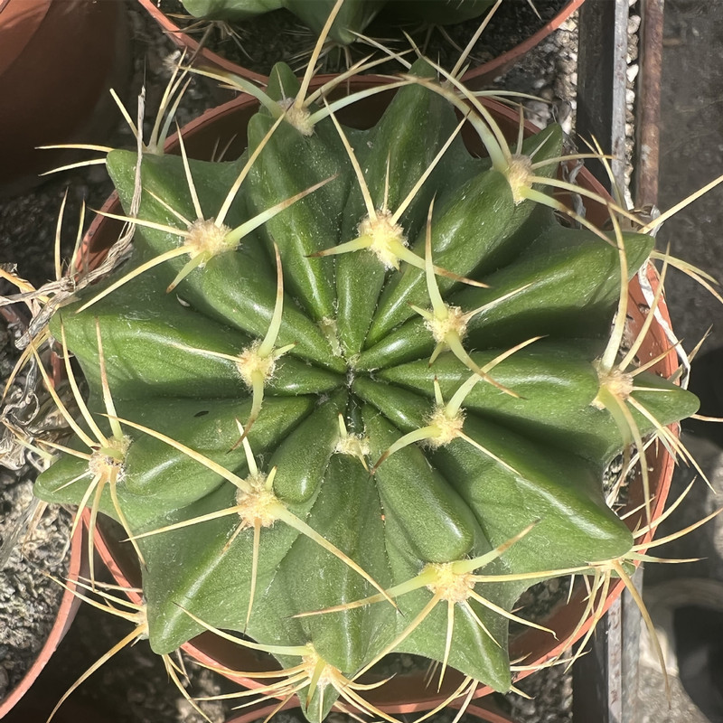 大仙人球コレクション、鉢植えの開花仙人掌、多肉植物、星兜瑞昌玉、玉龍鳳玉、玉翁|undefined
