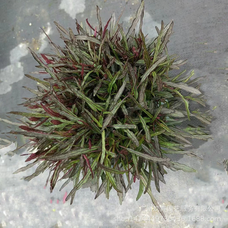 Порфира в горшке почвопокровное растение клумба сад декоративное зеленое растение гостиная балкон двор листва горшечная растительная база прямые продажи