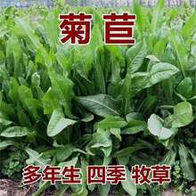 【跨境供货】大叶菊苣草种籽多年生牧草种子养殖四季牛羊鸭鹅兔猪